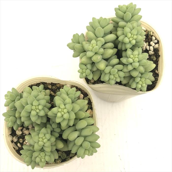 日本花キ流通 多肉植物 sbセダム 新玉つづり 多肉植物 セダム 7.5cm