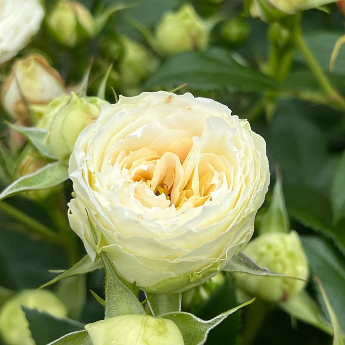 予約販売 バラ苗 バラ大苗 タンタウ クラリス 品種登録出願中 薔薇