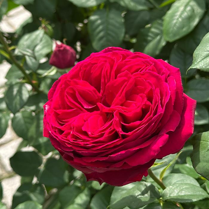 予約販売 バラ苗 バラ大苗 タンタウ ゴスペル 登録品種 薔薇 ばら 送料