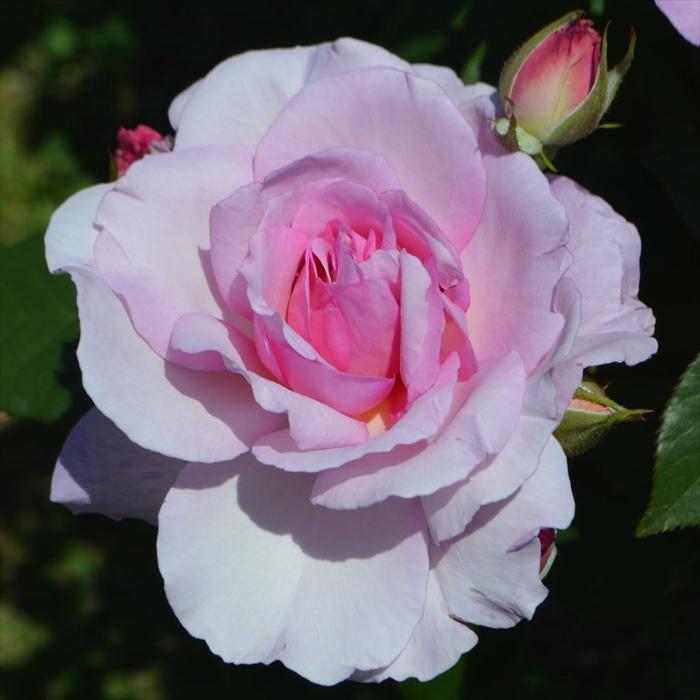 予約販売 バラ苗 バラ大苗 京成バラ園芸 夢香（ゆめか） 登録品種 薔薇 ばら 送料無料 京成バラ園 大苗 ピンク kso 2月中旬以降発送 |  | 01
