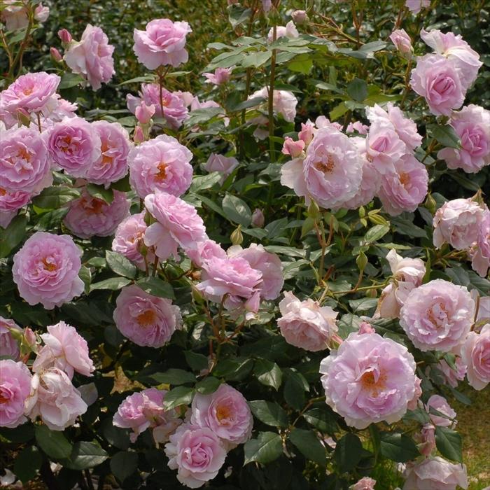 予約販売 バラ苗 バラ大苗 京成バラ園芸 夢香（ゆめか） 登録品種 薔薇 ばら 送料無料 京成バラ園 大苗 ピンク kso 2月中旬以降発送 |  | 03
