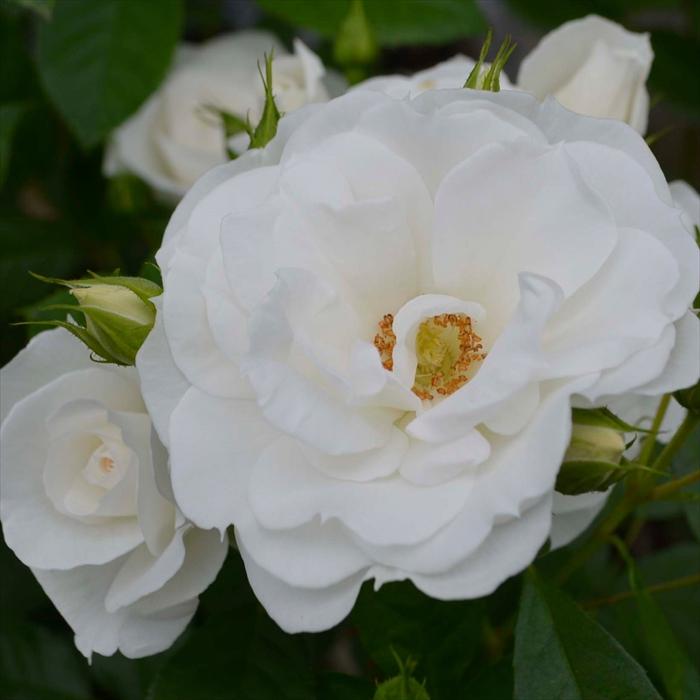 予約販売 バラ苗 バラ大苗 コルデス ベビーアイスバーグ 品種登録出願準備中 薔薇 ばら 送料無料 京成バラ園 大苗 白 kso 2月中旬以降発送 | 