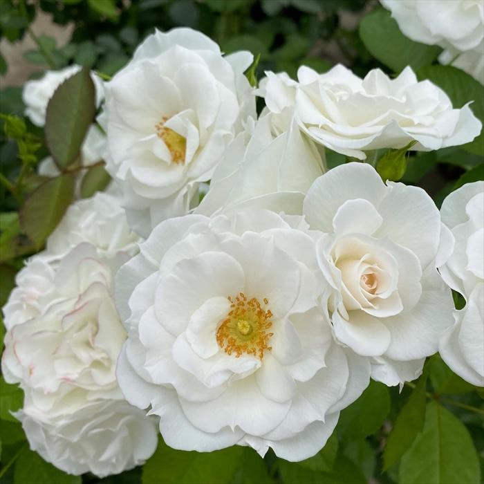 予約販売 バラ苗 バラ大苗 コルデス ベビーアイスバーグ 品種登録出願準備中 薔薇 ばら 送料無料 京成バラ園 大苗 白 kso 2月中旬以降発送 |  | 01