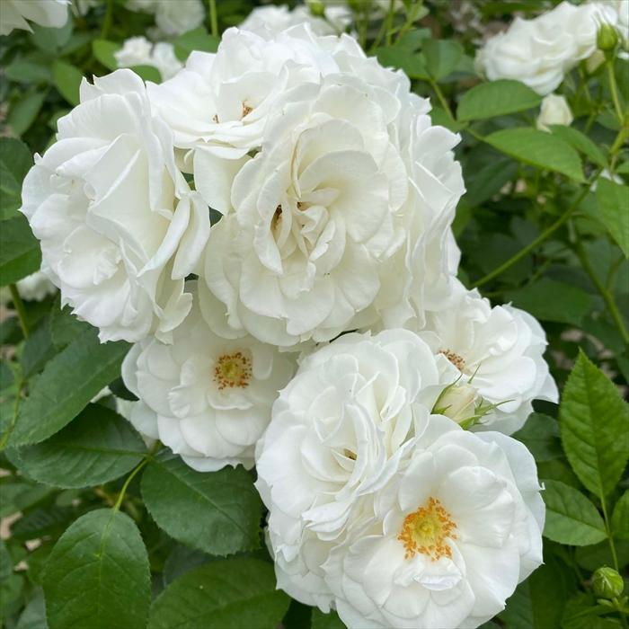 予約販売 バラ苗 バラ大苗 コルデス ベビーアイスバーグ 品種登録出願準備中 薔薇 ばら 送料無料 京成バラ園 大苗 白 kso 2月中旬以降発送 |  | 02