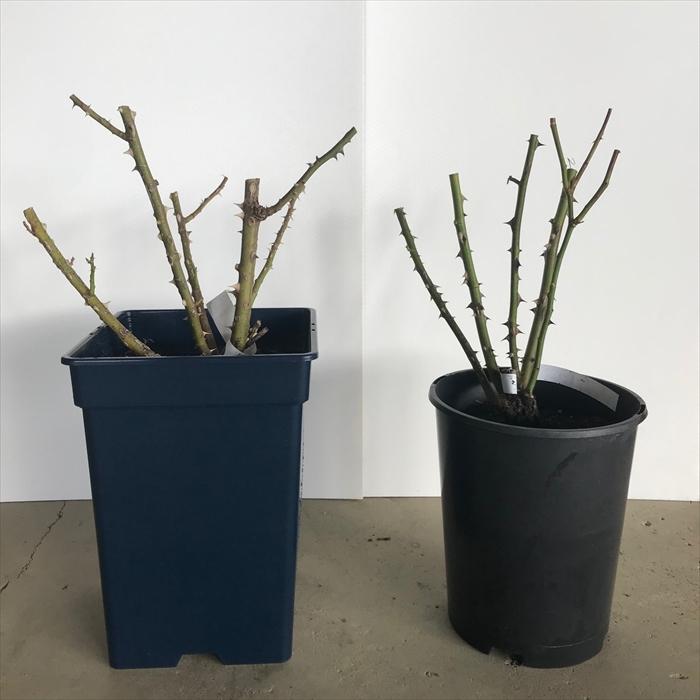 予約販売 バラ苗 バラ大苗 コルデス ベビーアイスバーグ 品種登録出願準備中 薔薇 ばら 送料無料 京成バラ園 大苗 白 kso 2月中旬以降発送 |  | 03