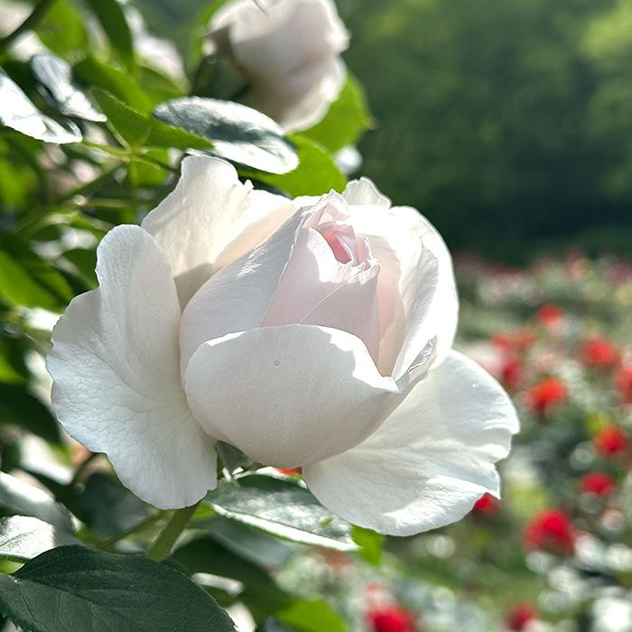 予約販売 バラ苗 バラ大苗 コルデス クリスティアーナ 登録品種 薔薇