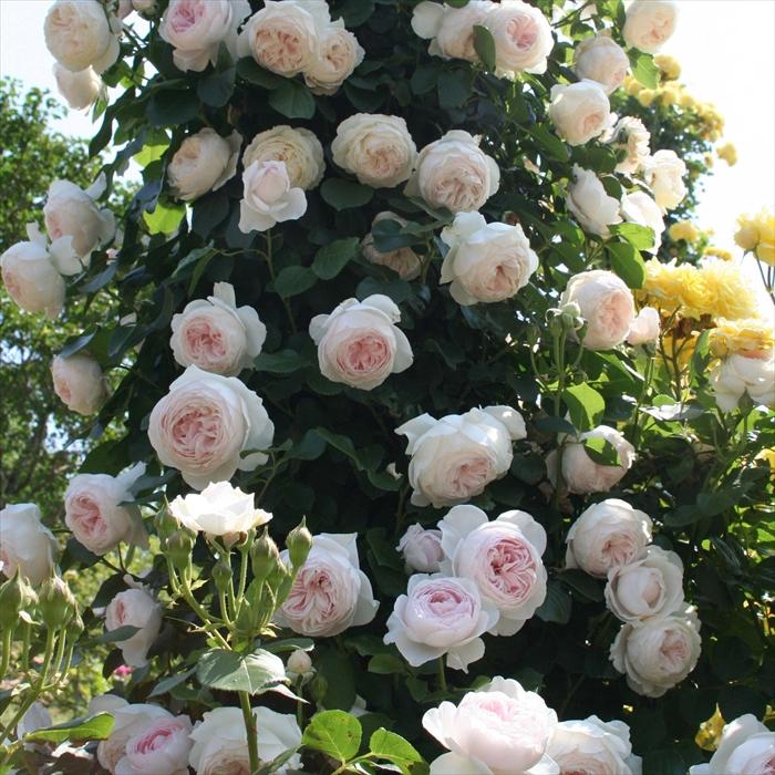 予約販売 バラ苗 バラ大苗 コルデス クリスティアーナ 登録品種 薔薇