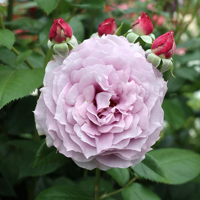 予約販売 バラ苗 バラ大苗 コルデス ノヴァーリス 登録品種 薔薇 ばら