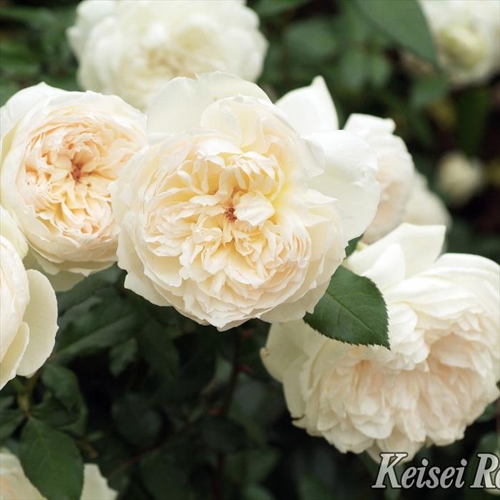 予約販売 バラ苗 バラ大苗 メイアン ボレロ 登録品種 薔薇 ばら 送料無料 京成バラ園 大苗 白 kso 2月中旬以降発送 |  | 01