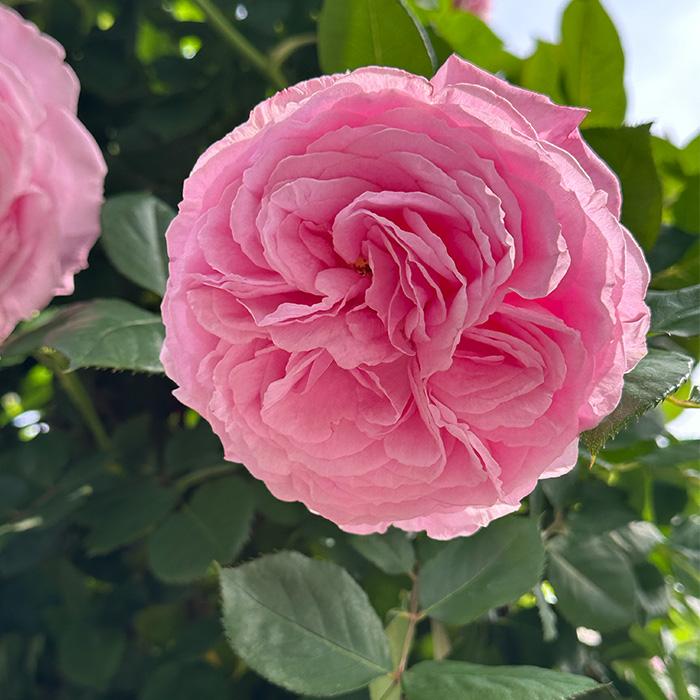 「tomtit211219」 切り花品種バラ苗　レアバラ tomtit211219」 切り花品種バラ苗 レアバラ 切り花品種バラ苗 レアバラ