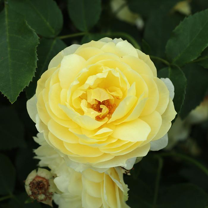 予約販売 バラ苗 バラ大苗 京成バラ園芸 恋きらら（こいきらら） 品種