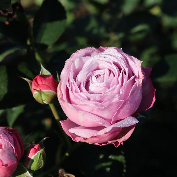 予約販売 バラ苗 バラ大苗 コルデス マチネ 品種登録出願中 薔薇 ばら