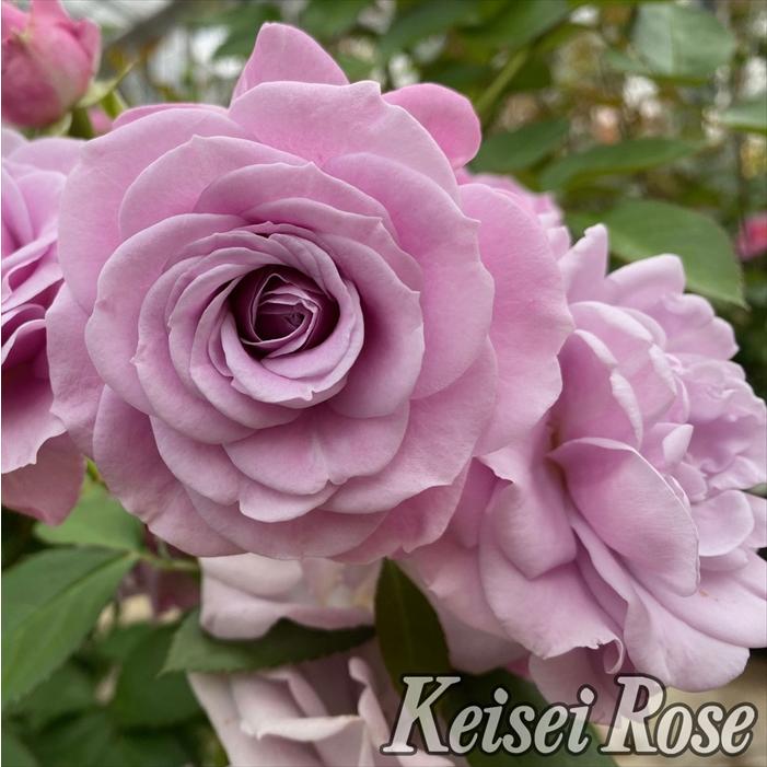 予約販売 バラ苗 バラ大苗 コルデス マチネ 品種登録出願中 薔薇 ばら