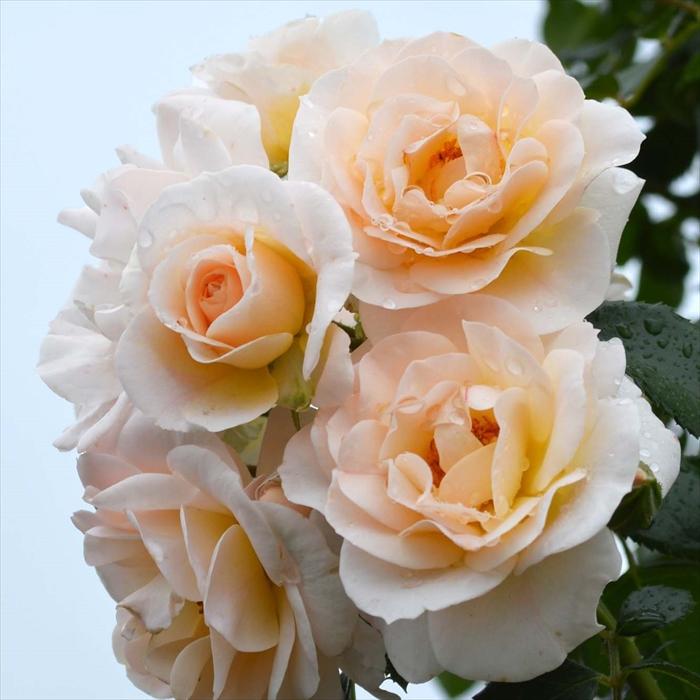 予約販売 バラ苗 バラ大苗 タンタウ シリウス 登録品種 薔薇 ばら 送料