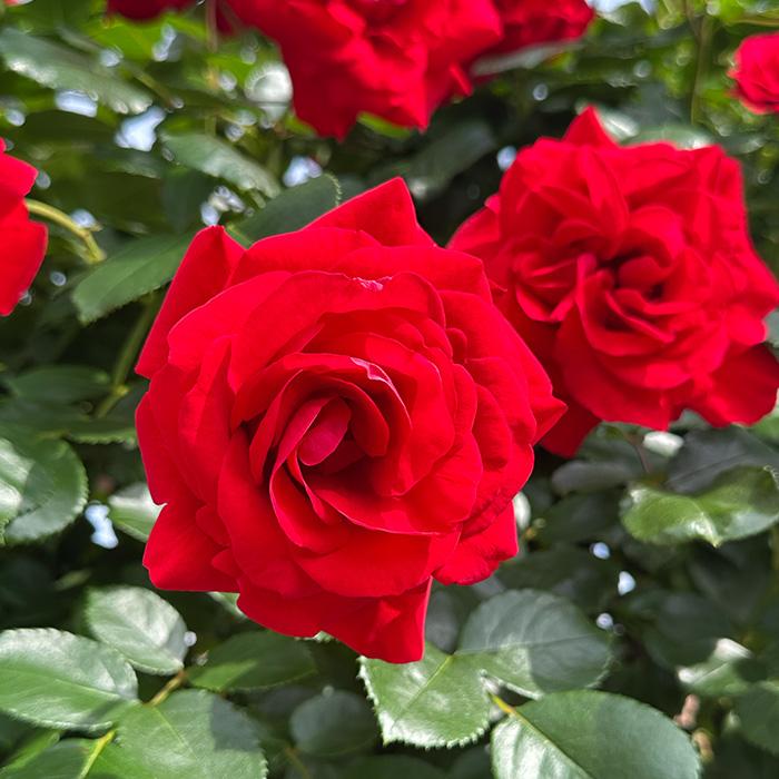 予約販売 バラ苗 バラ大苗 メイアン クリムゾン スカイ 薔薇 ばら 送料