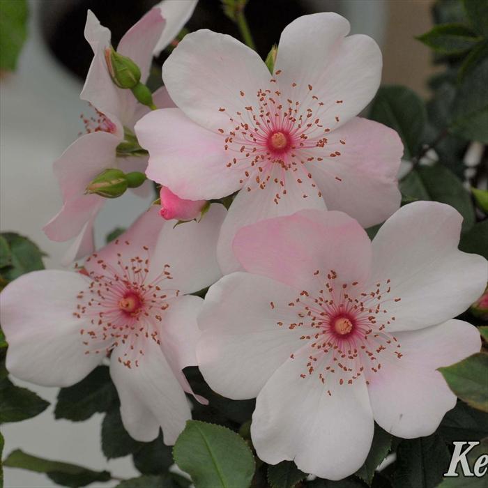 予約販売 バラ苗 バラ大苗 メイアン ピンク サクリーナ 登録品種 薔薇