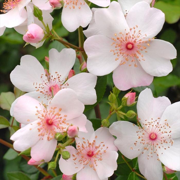 予約販売 バラ苗 バラ大苗 メイアン ピンク サクリーナ 登録品種 薔薇