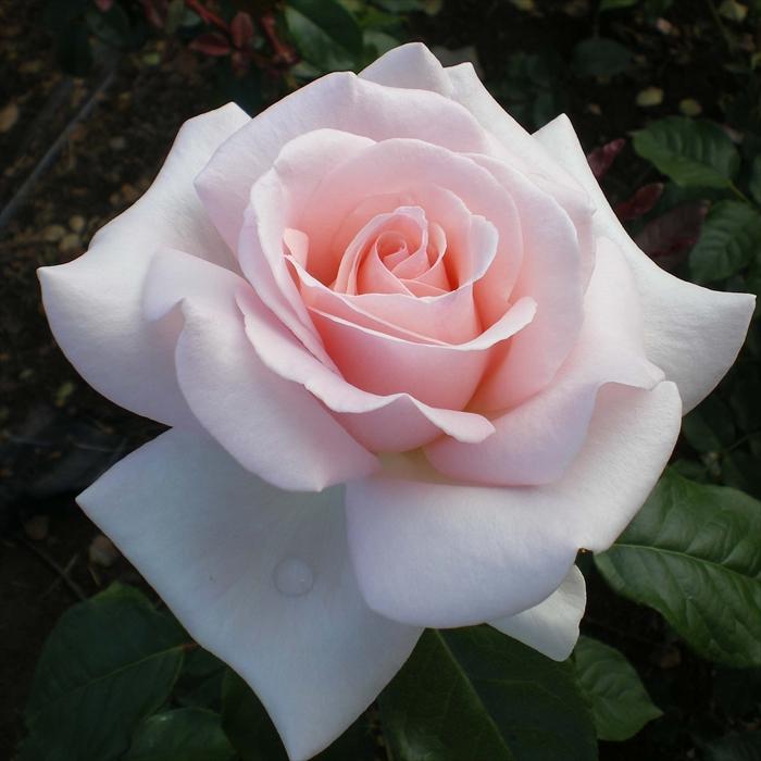 予約販売 バラ苗 バラ大苗 メイアン マイガーデン 登録品種 薔薇 ばら