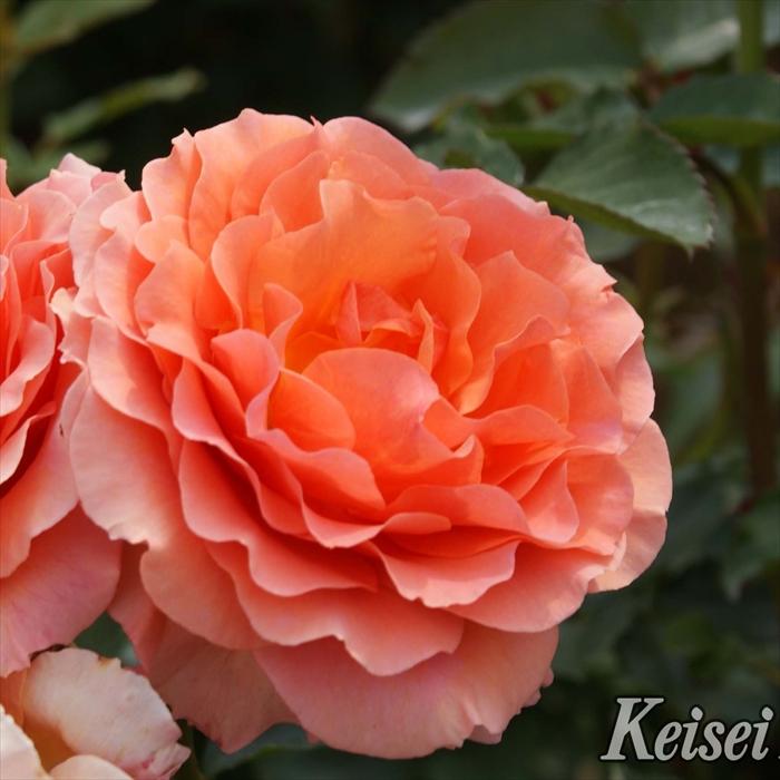 予約販売 バラ苗 バラ大苗 京成バラ園芸 杏奈（あんな） 登録品種 薔薇