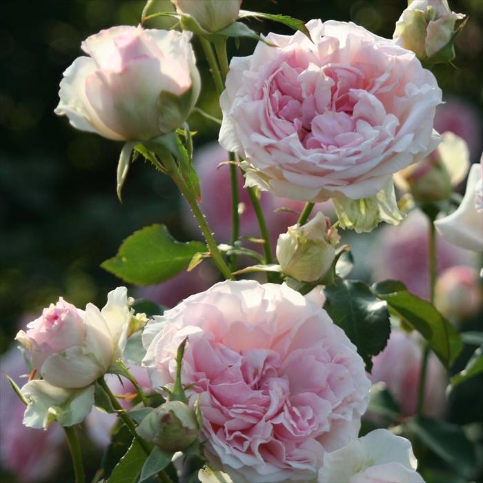 バラ苗 バラ大苗 京成バラ園芸 春乃（はるの） 登録品種 薔薇 ばら 送料無料 京成バラ園 大苗 ピンク kso : フラワーネット日本花キ ...