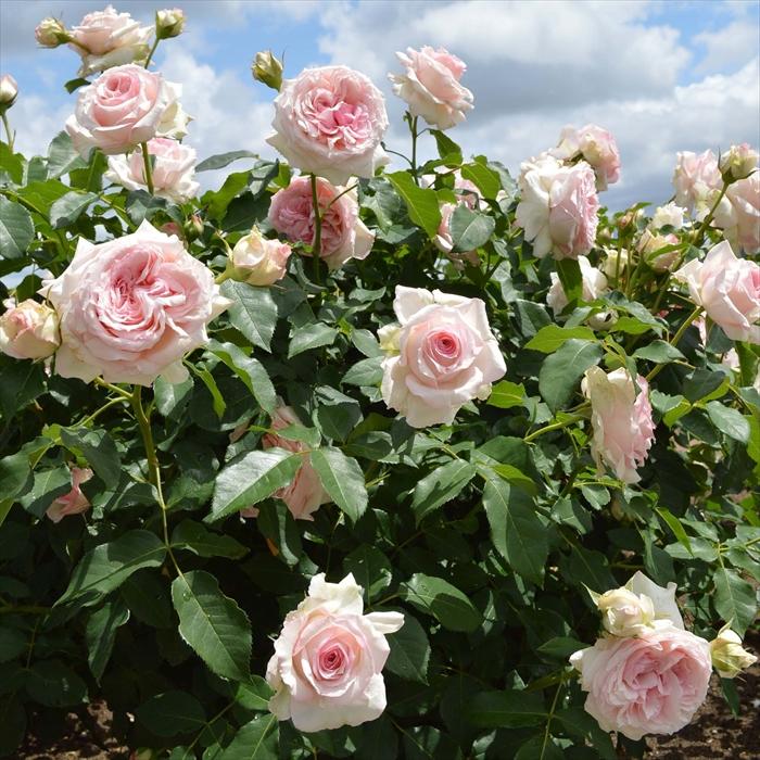 バラ苗 バラ大苗 京成バラ園芸 春乃（はるの） 登録品種 薔薇 ばら 送料無料 京成バラ園 大苗 ピンク kso : フラワーネット日本花キ ...