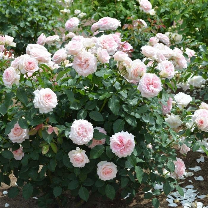 予約販売 バラ苗 バラ大苗 京成バラ園芸 春乃（はるの） 登録品種 薔薇