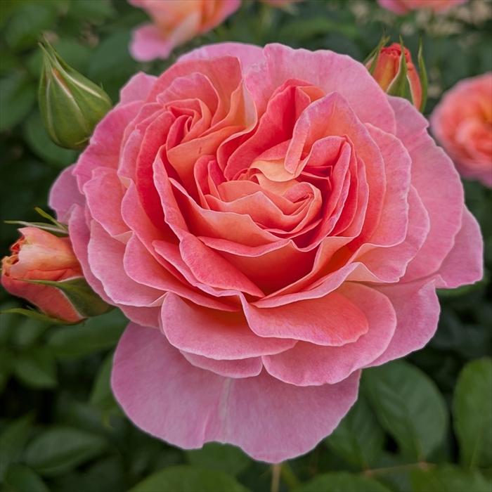 予約販売 バラ苗 バラ大苗 タンタウ ドルンブルガーシュロスローズ