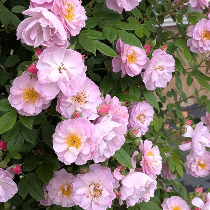 予約販売 バラ苗 バラ大苗 メイアン トゥインクルブローチ 薔薇 ばら