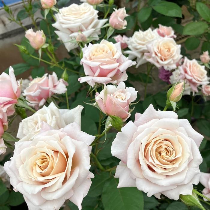 予約販売 バラ苗 バラ大苗 京成バラ園芸 希成（きなり） 品種登録出願