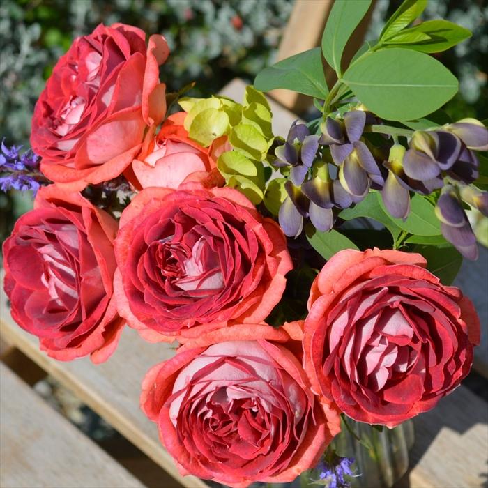 予約販売 バラ苗 バラ大苗 コルデス ストロベリーミスト 品種登録出願