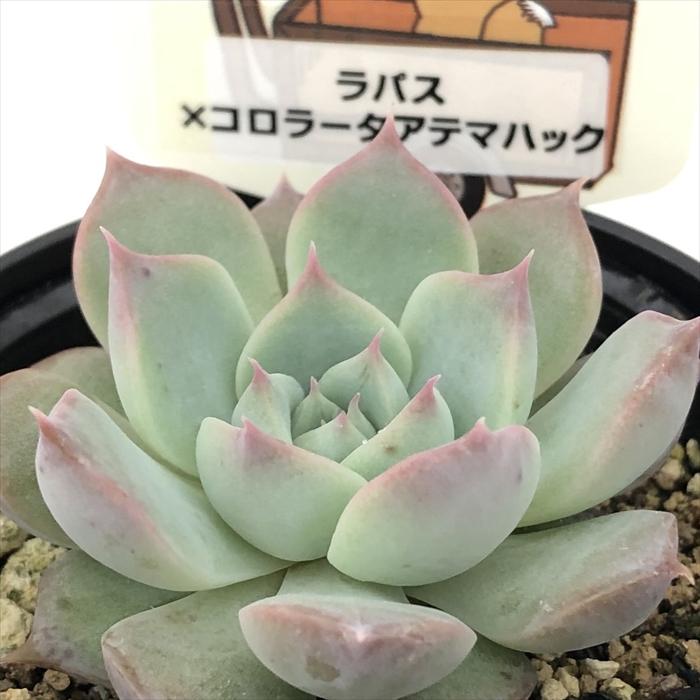 多肉植物 plkエケベリア ラパス×コロラータアテマハック パルク 多肉植物 plkエケベリア ラパス×コロラータアテマハック パルク