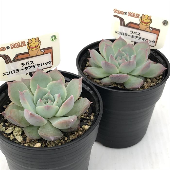 多肉植物 plkエケベリア ラパス×コロラータアテマハック パルクさん苗