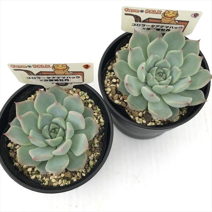 多肉植物 plkエケベリア コロラータアテマハック×沙羅姫牡丹 パルク