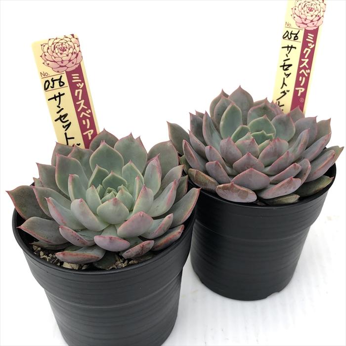 多肉植物 oriミックスベリア No.056 サンセットグレイ お 多肉植物 oriミックスベリア No.056 サンセットグレイ お