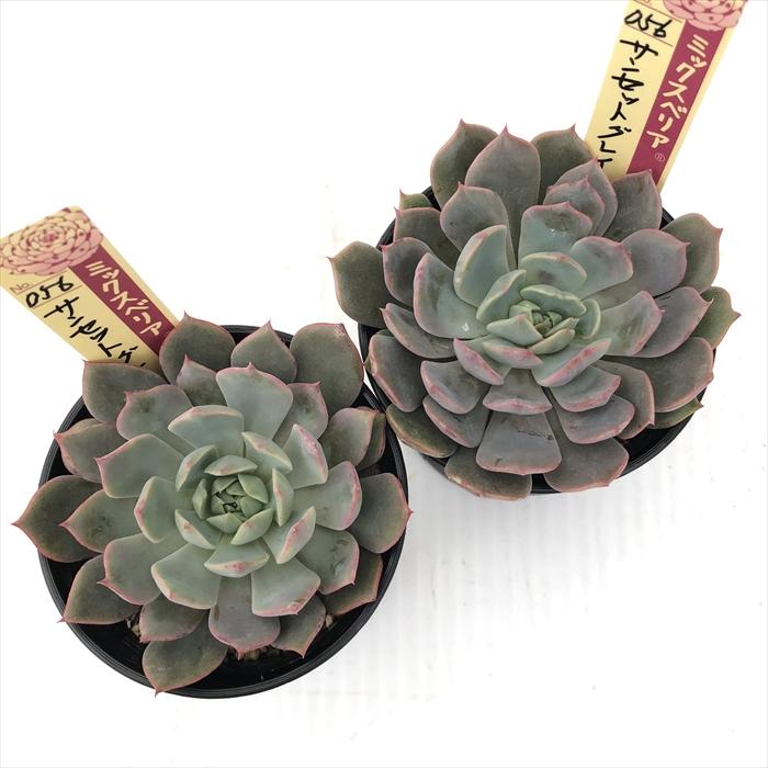 エケベリア多肉植物セット 楽天市場】多肉植物 oriミックスベリア No.056 サンセットグレイ