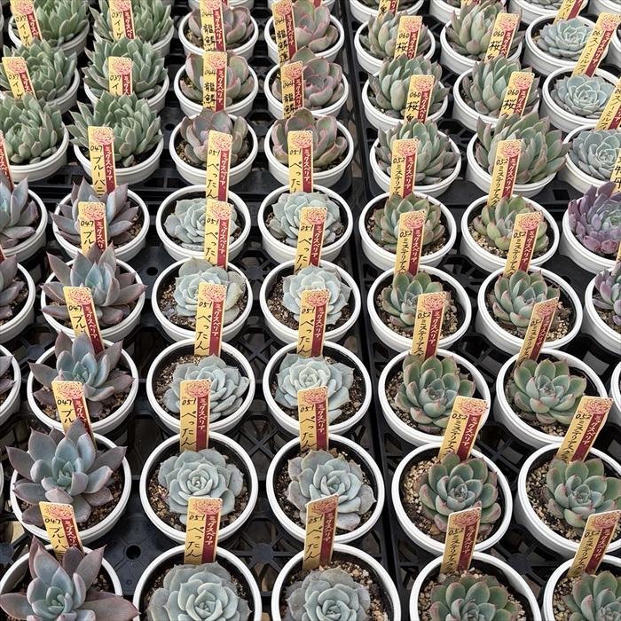 多肉植物 oriミックスベリア No.056 サンセットグレイ おらいさん苗