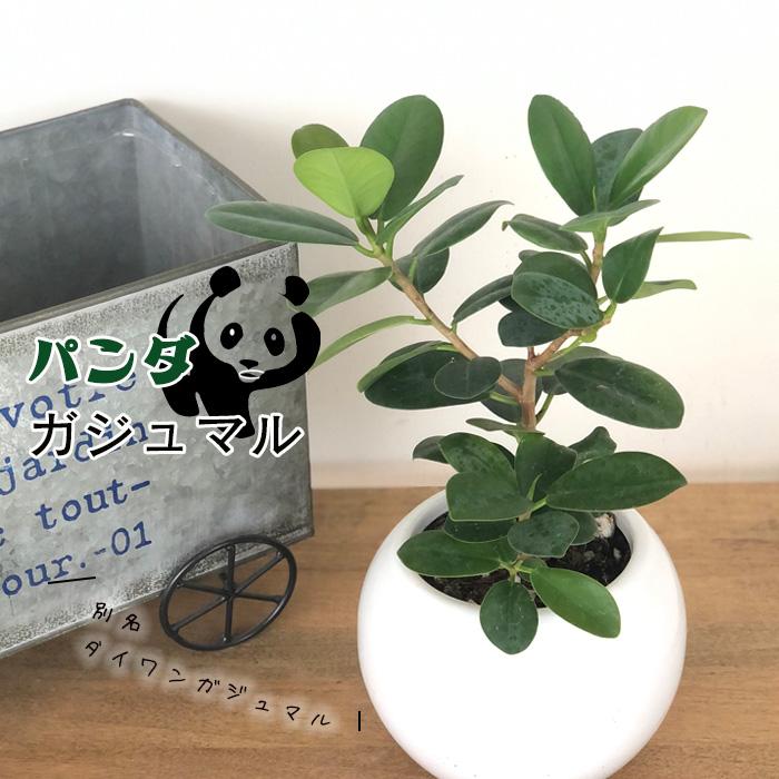パンダ　ガジュマル　5 ガジュマル：パンダガジュマル 5号鉢植え の通販 | 園芸ネット