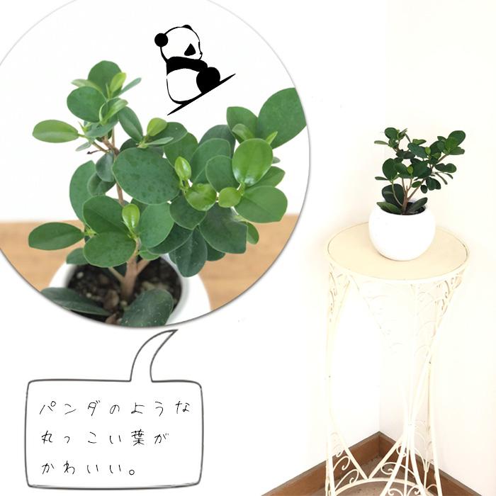 パンダ　ガジュマル　5 ガジュマル：パンダガジュマル 5号鉢植え の通販 | 園芸ネット