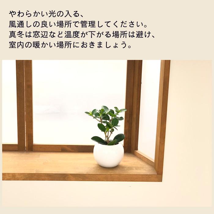 パンダガジュマル　5号サイズ　背丈40センチ 園芸ネット本店｜ガジュマル：パンダガジュマル 5号鉢植え の通販【公式】