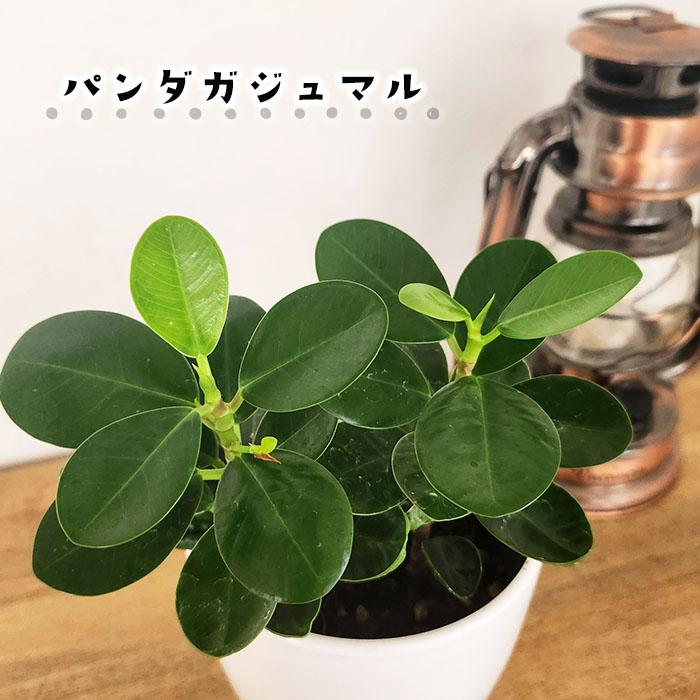 日本花キ流通 観葉植物 cot パンダガジュマル タイワン 日本花キ流通 観葉植物 cot パンダガジュマル タイワン