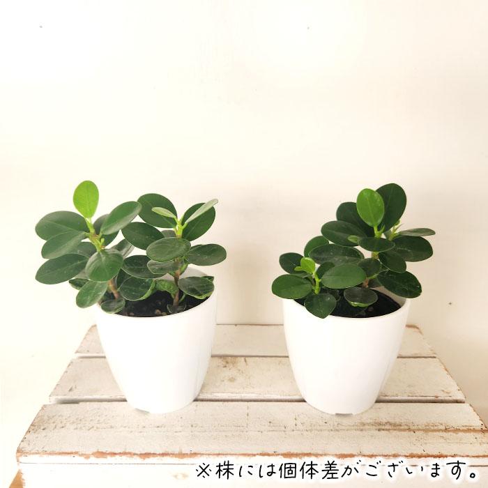 パンダガジュマル　ご希望の商品を選べます  ① ガジュマル パンダ」の人気商品一覧 | 安い商品を通販サイトから