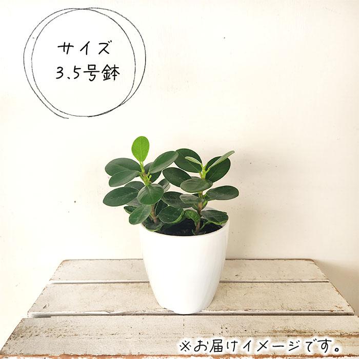 日本花キ流通 観葉植物 cot パンダガジュマル タイワン 日本花キ流通 観葉植物 cot パンダガジュマル タイワン