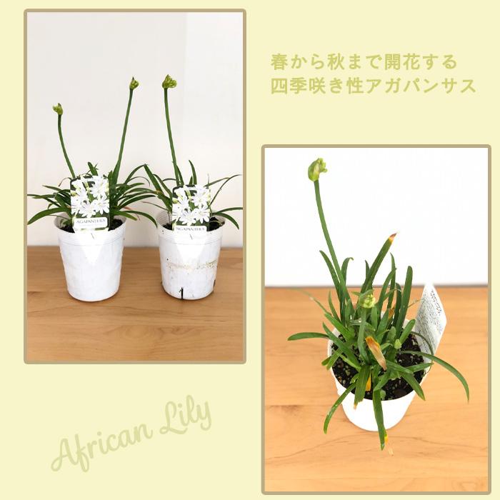 日本花キ流通 アガパンサス 苗 サマーラブホワイト 10.5cmポット