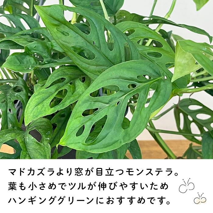 モンステラ 人気!!ビッグsize大葉インテリア観葉植物 大型 モンステラ