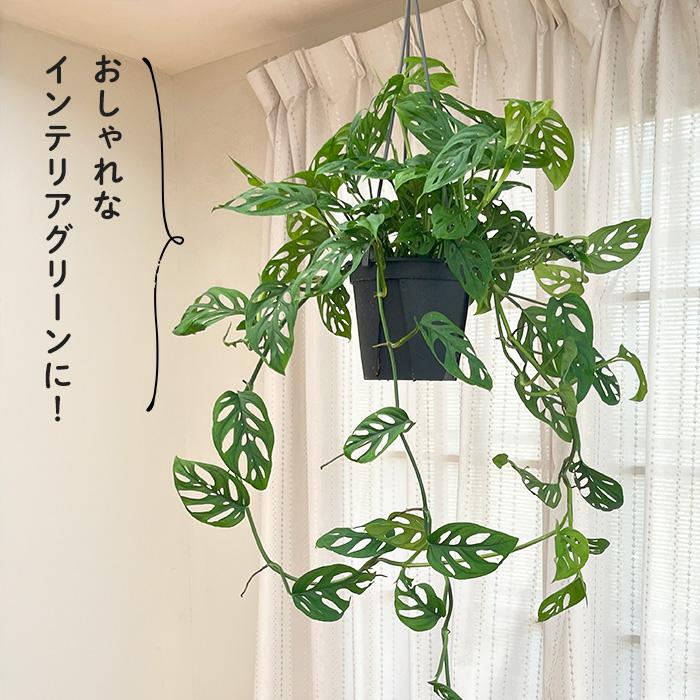 モンステラ 吊り下げ　お洒落　ハンキング　　ヒメモンステラ　観葉植物のある暮らし ヒメモンステラの成長とインテリア活用法🌿