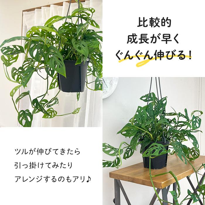 日本花キ流通 観葉植物 モンステラ オブリクアエクスピラータ 5号 吊り