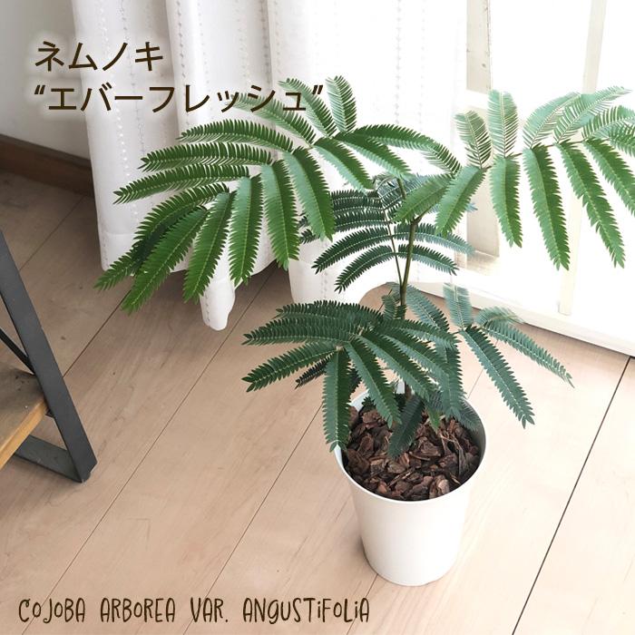 【背高め♥エネルギー高め】エバーフレッシュ ネムノキ 幹太め ネムノキ エバーフレッシュ | PLANTS SHOP OLIVE
