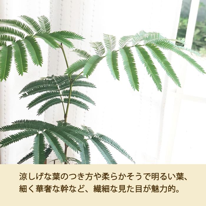 日本花キ流通 観葉植物 ネムノキ エバーフレッシュ 5号鉢 送料無料