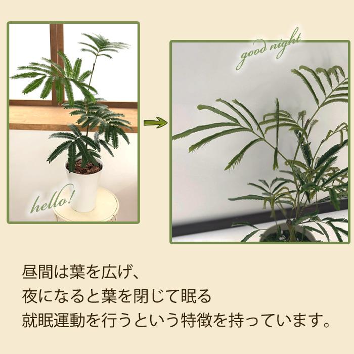 日本花キ流通 観葉植物 ネムノキ エバーフレッシュ 5号鉢 送料無料