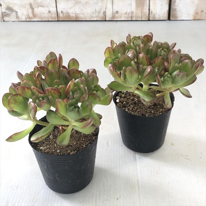 日本花キ流通 多肉植物 hmアエオニウム アーノルディ